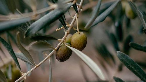 Galega PGI Olive