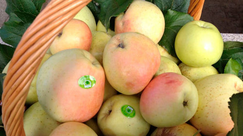 Bravo de Esmolfe Apple PDO